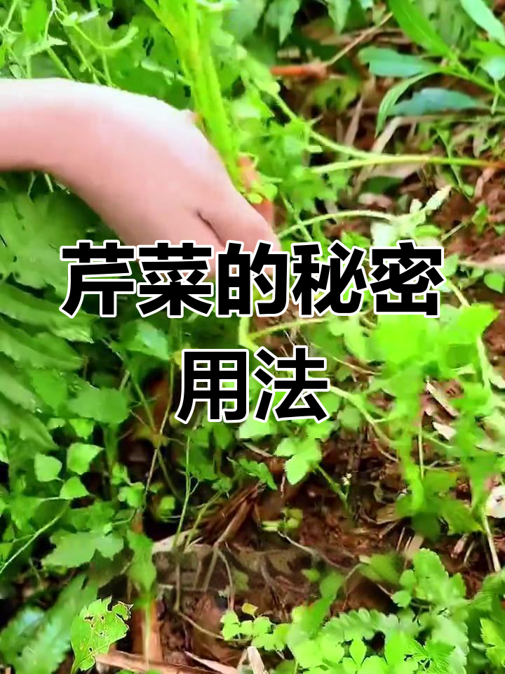 芹菜根红糖的神奇作用,90岁老奶奶分享土方法