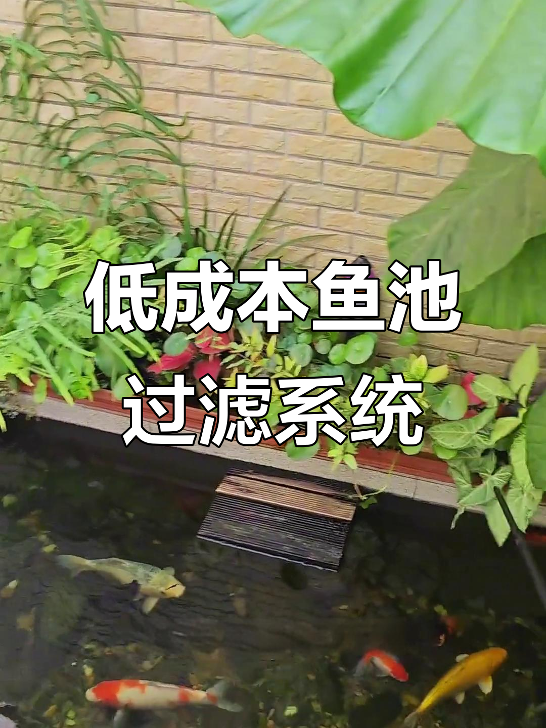 2500元打造半生态鱼池过滤系统，轻松实现水清鱼秀
