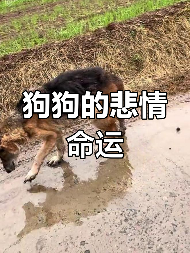 德牧守候爷爷,老去后被孙子卖到狗肉馆,令人心酸