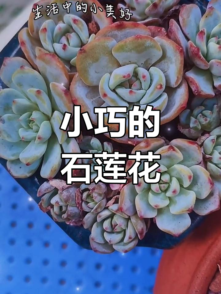 原始姬莲,迷你石莲花,来自墨西哥的独特多肉植物