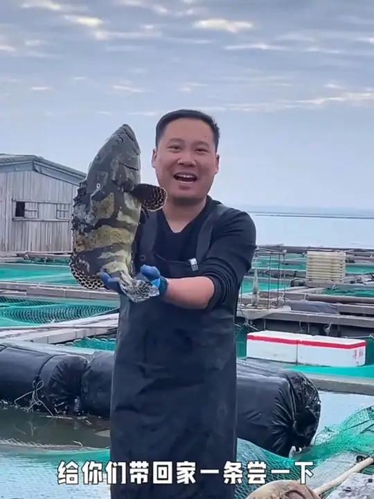 这个价到手4条石斑鱼,新鲜捕捞,速冻锁鲜!