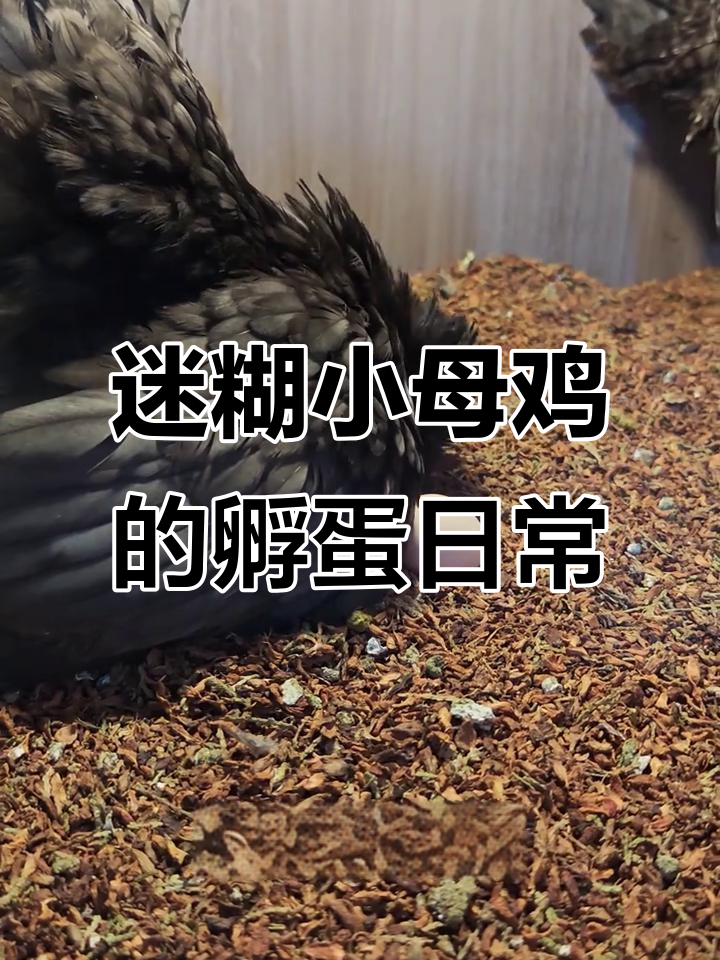 小母鸡孵蛋过程太迷糊，两眼一闭就开始孵化