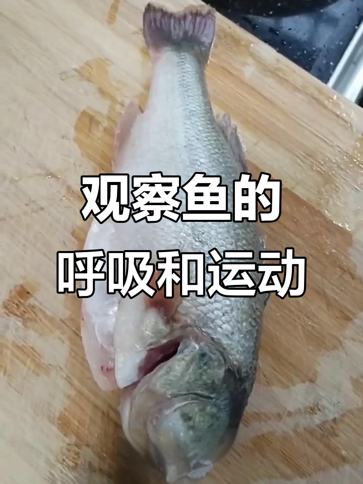 鲈鱼如何通过腮丝呼吸与尾鳍游泳?
