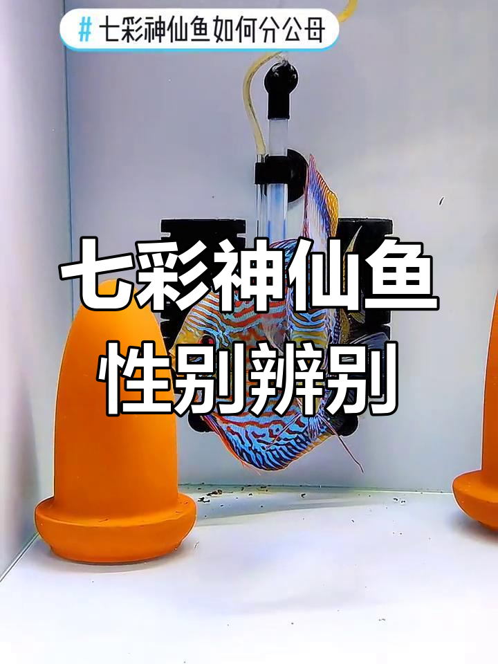 如何准确分辨七彩神仙鱼公母