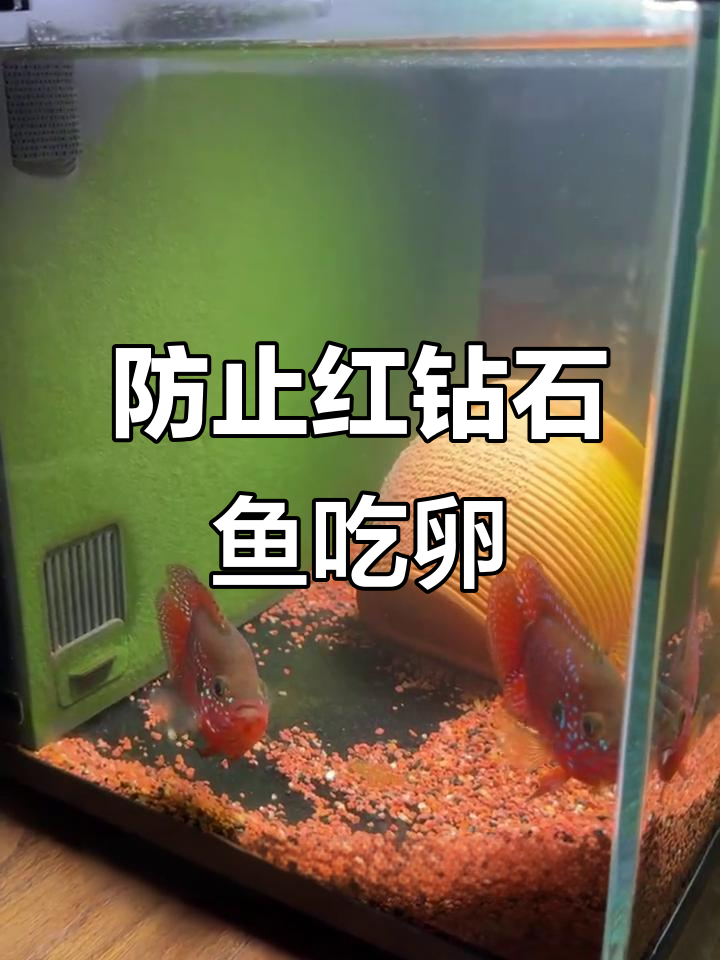 红钻石鱼繁殖计划:如何避免母鱼吃掉卵?