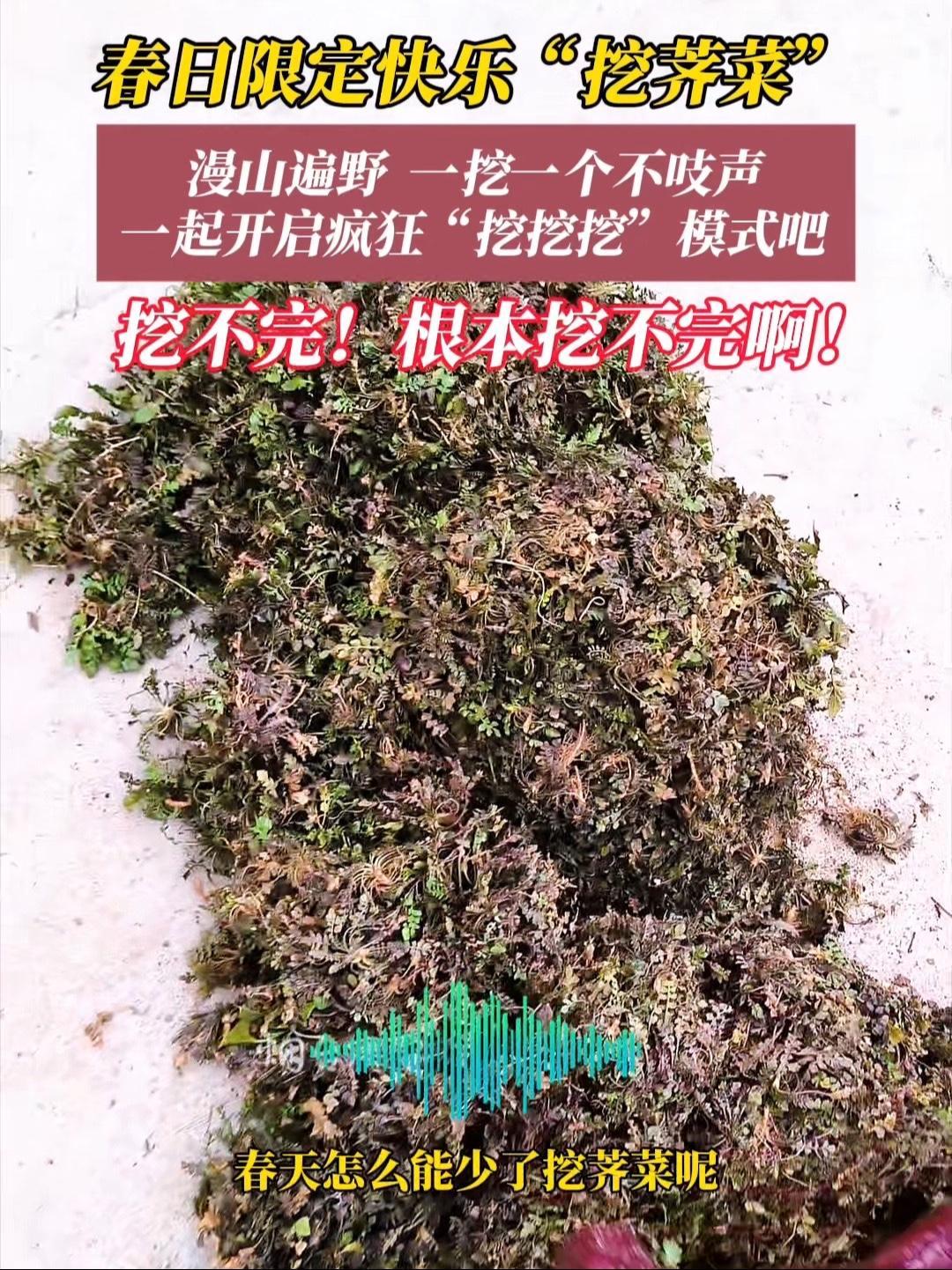3月20日(采访时间),山东烟台。谁懂啊,又到了挖荠菜的时候了!感谢分享@田园爆米花 野菜