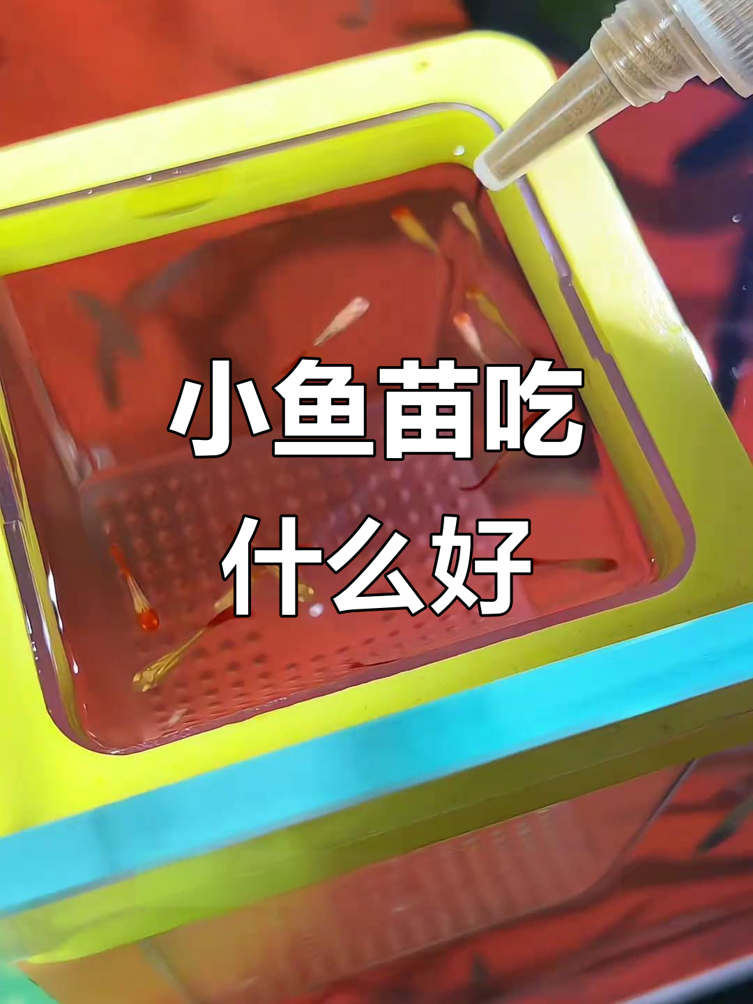 孔雀鱼宝宝出生后,如何选择合适的饲料?