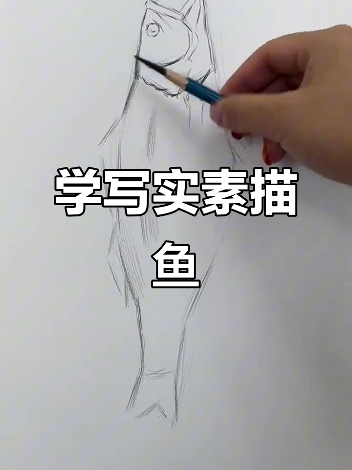 素描鱼画法全解析,从细节到整体结构