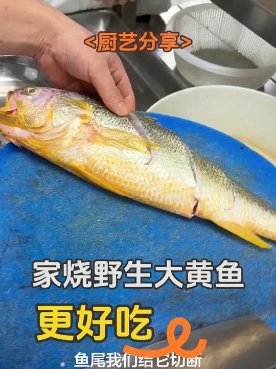 加烧野生大黄鱼 我和台州老师傅学的烧法，和大家共享