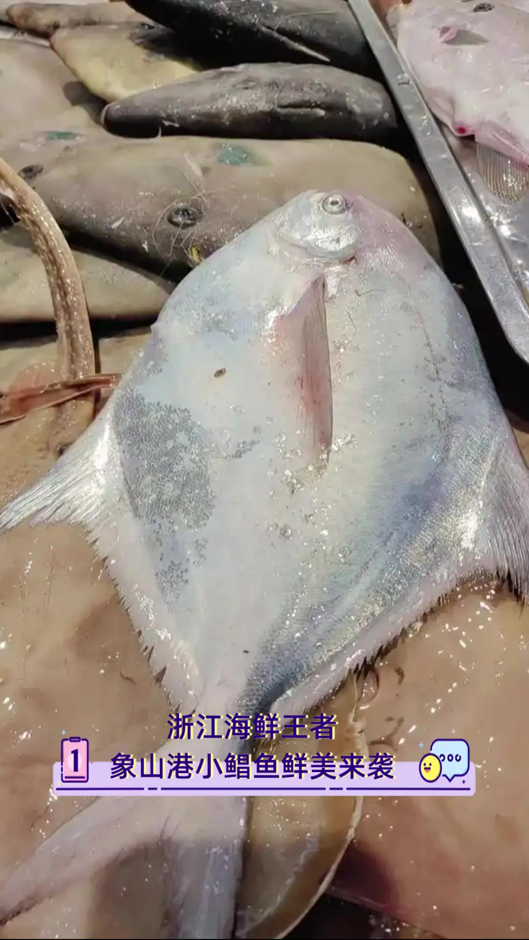 浙江海鲜王者,象山港小鲳鱼鲜美来袭