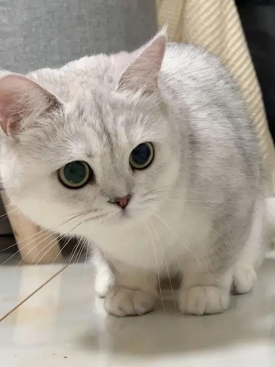 养小猫不如养这种大白面包
