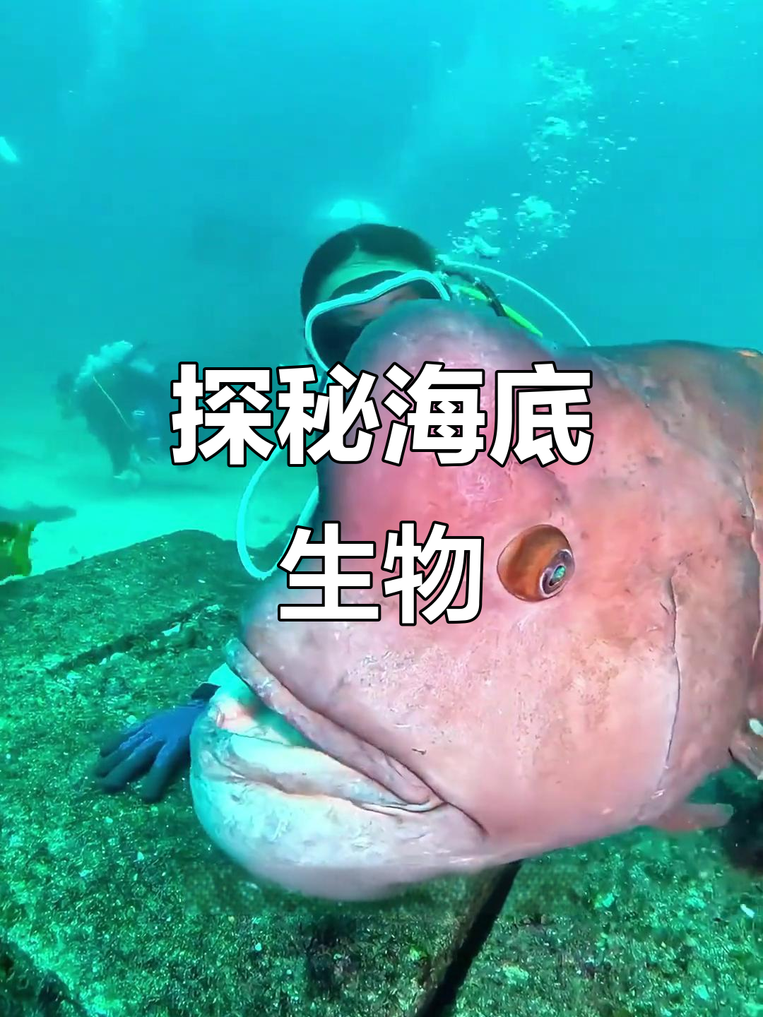 海底奇观:性别反转的鱼与叛逆蜥蜴