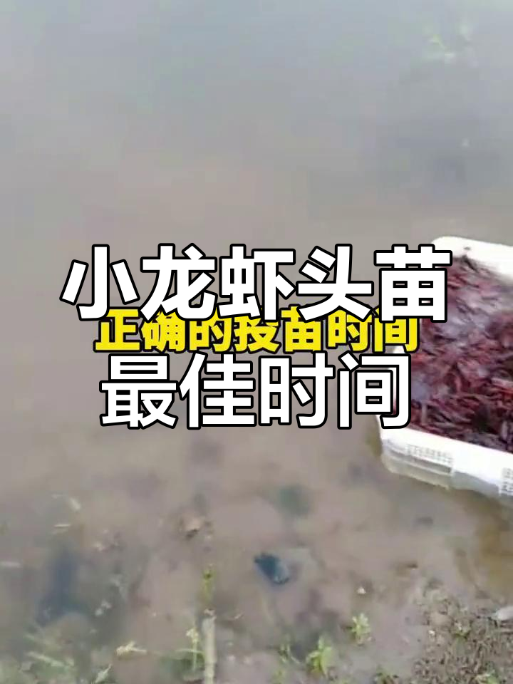 小龙虾投苗三大黄金时机,错过再等一年