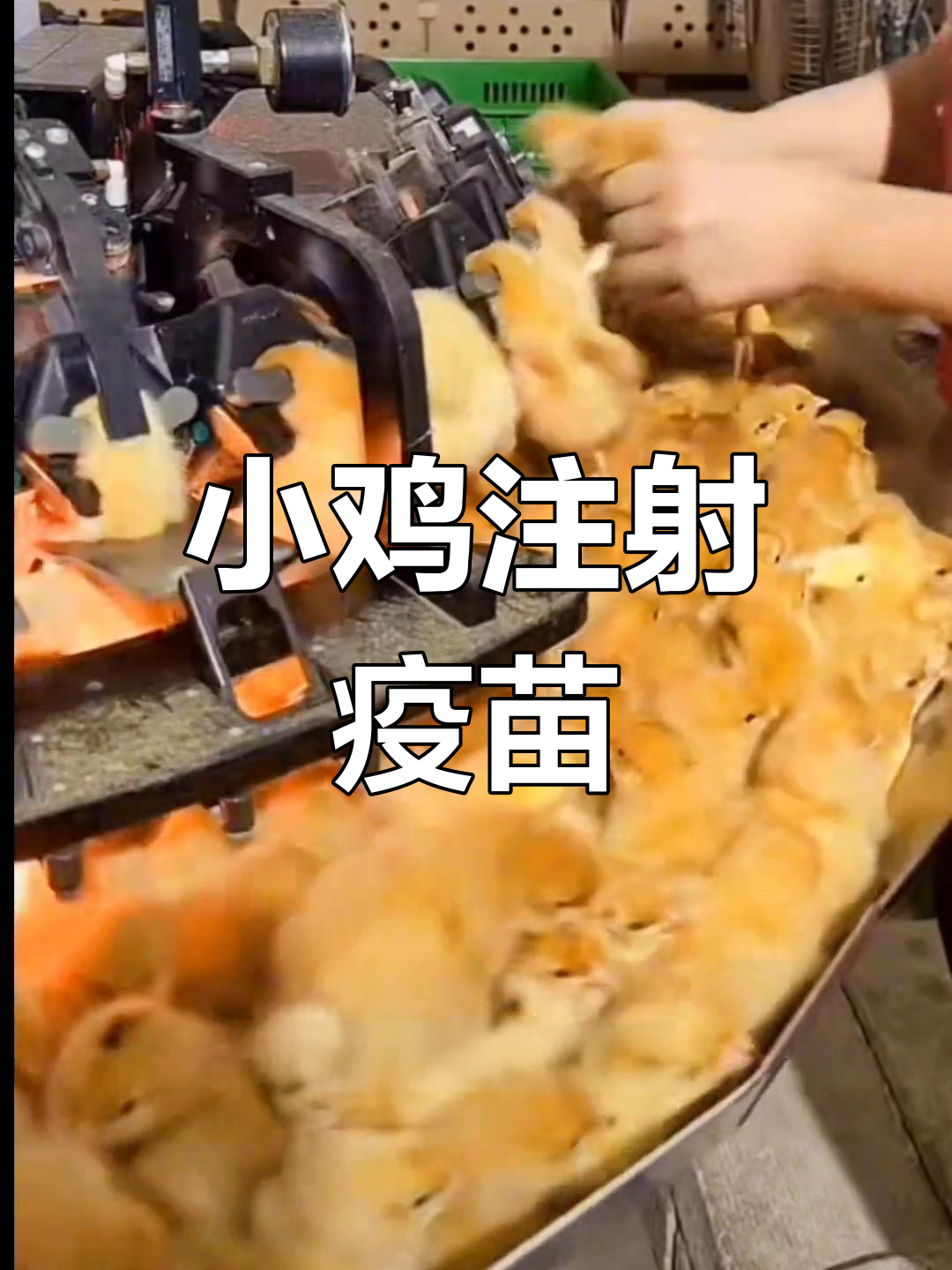 小鸡打疫苗与切嘴过程揭秘
