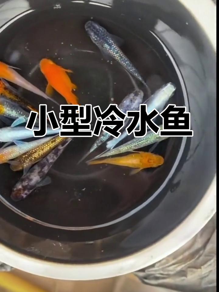 观背青鳉:小型冷水观赏鱼,轻松饲养