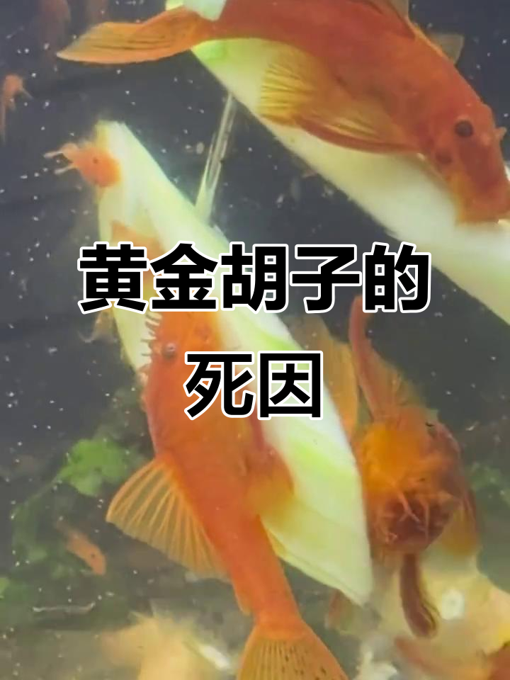 黄金胡子突然死亡,原因竟是这种常见问题
