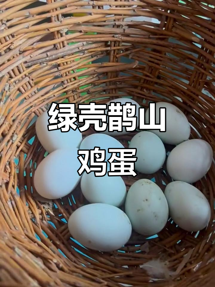 绿壳鹊山鸡种蛋揭秘,品质如何?
