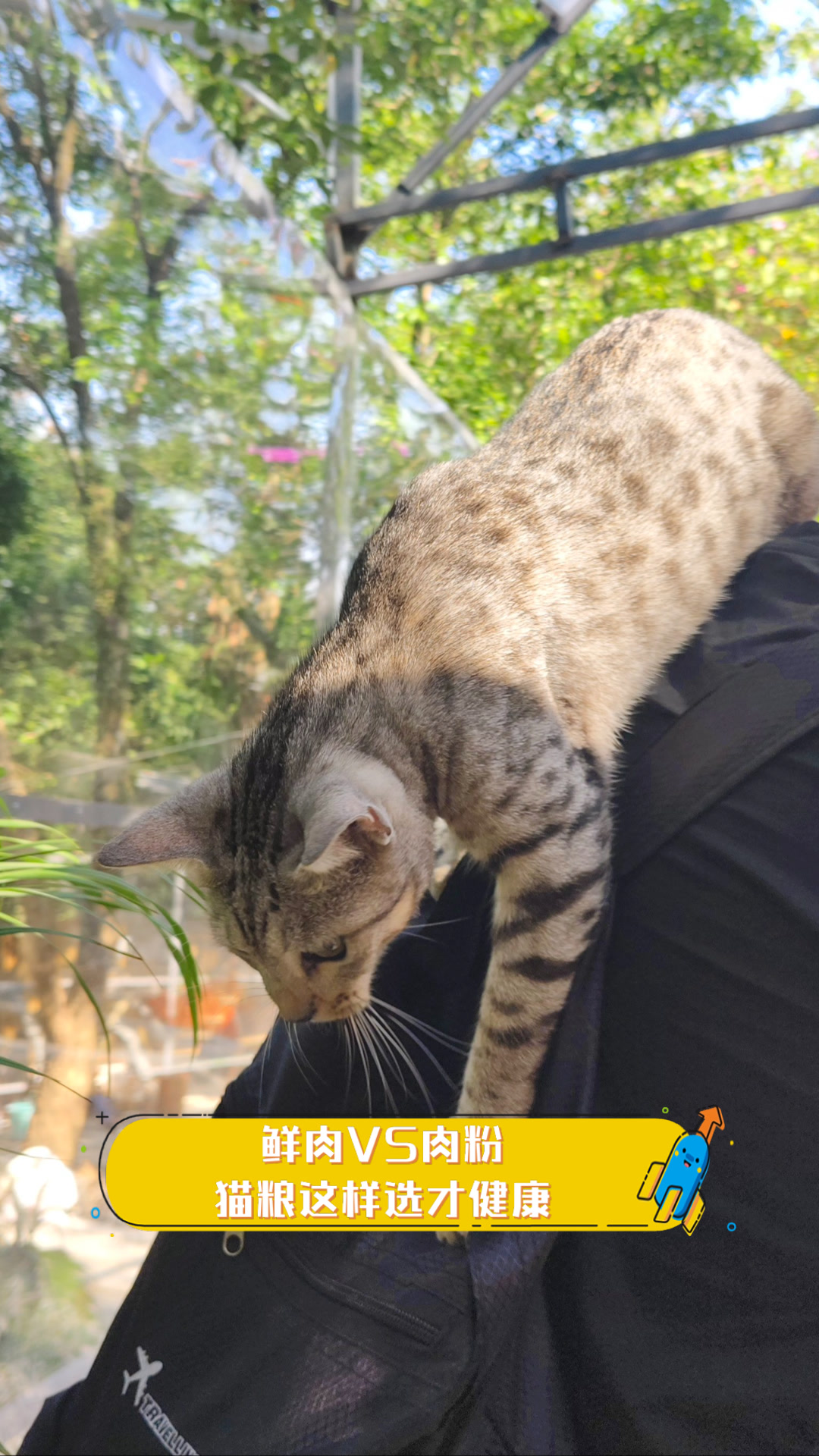 鲜肉VS肉粉,猫粮这样选才健康