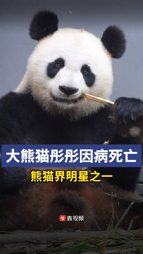 8月13日,中国大熊猫保护研究中心8月13日发布消息,雄性大熊猫“彤彤”,2004年8月3