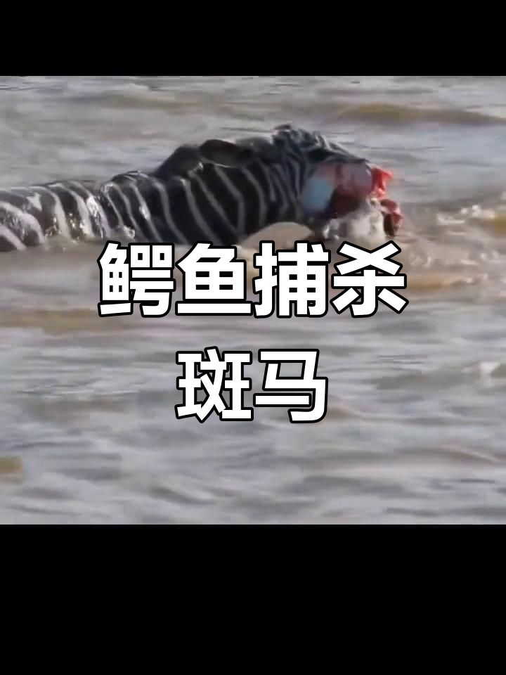 鳄鱼疯狂撕咬斑马,仅剩骨架的悲剧全过程