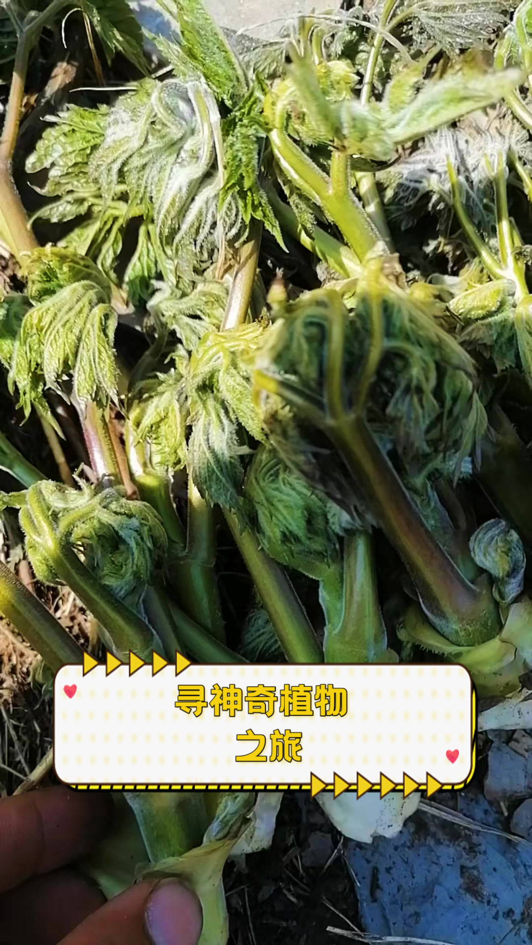 寻神奇植物，之旅