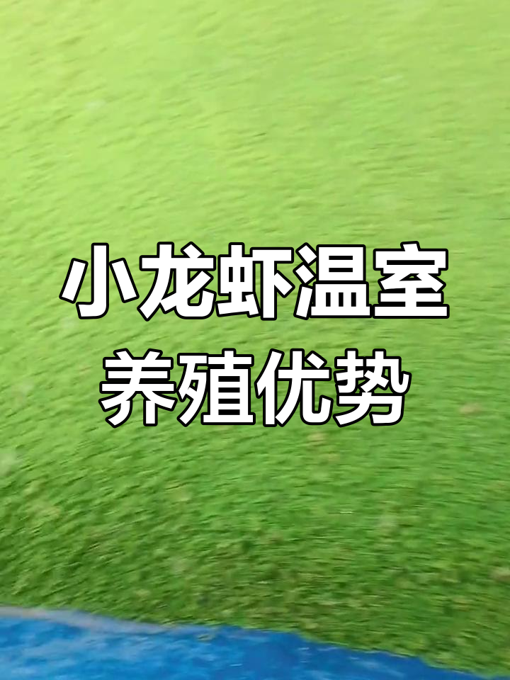 室内温棚养殖小龙虾,生长周期短、发病率低
