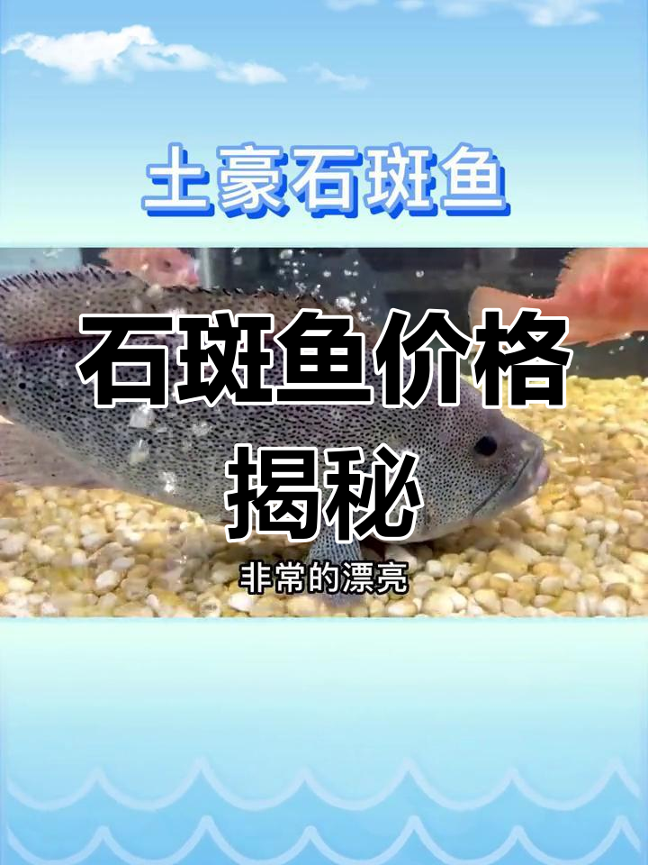 超大野生石斑鱼,一斤三百元