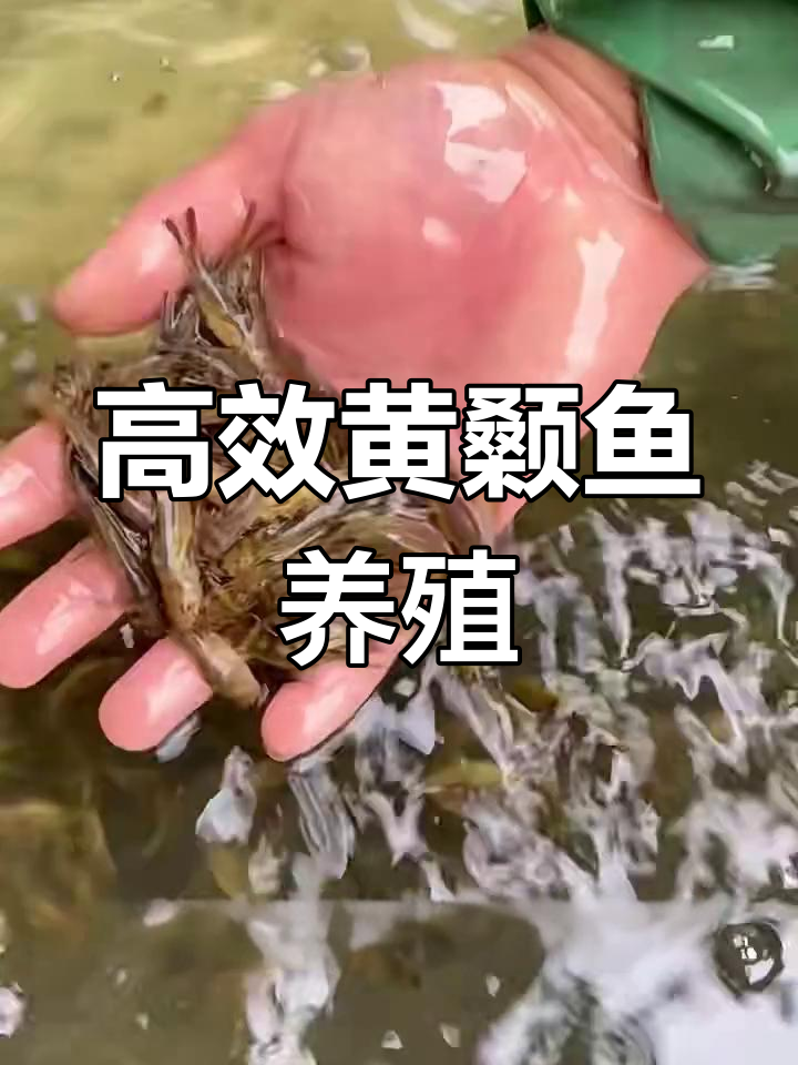 黄颡鱼养殖优势:生长快、抗病强,饲料投喂技巧揭秘