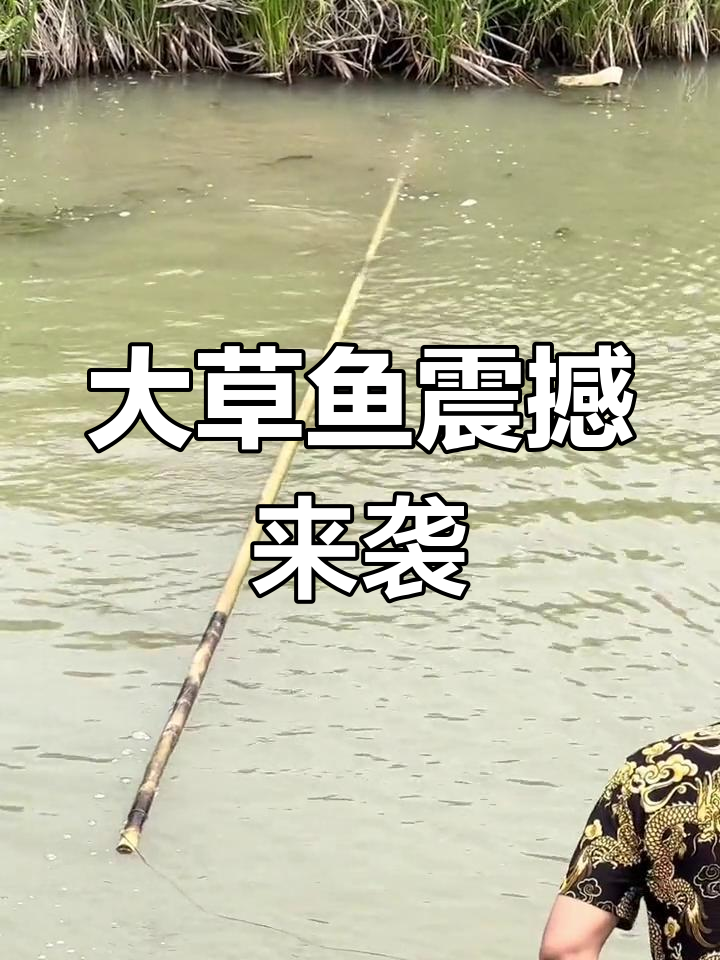 20斤大草鱼震撼登场,推背感十足!问题出在哪?