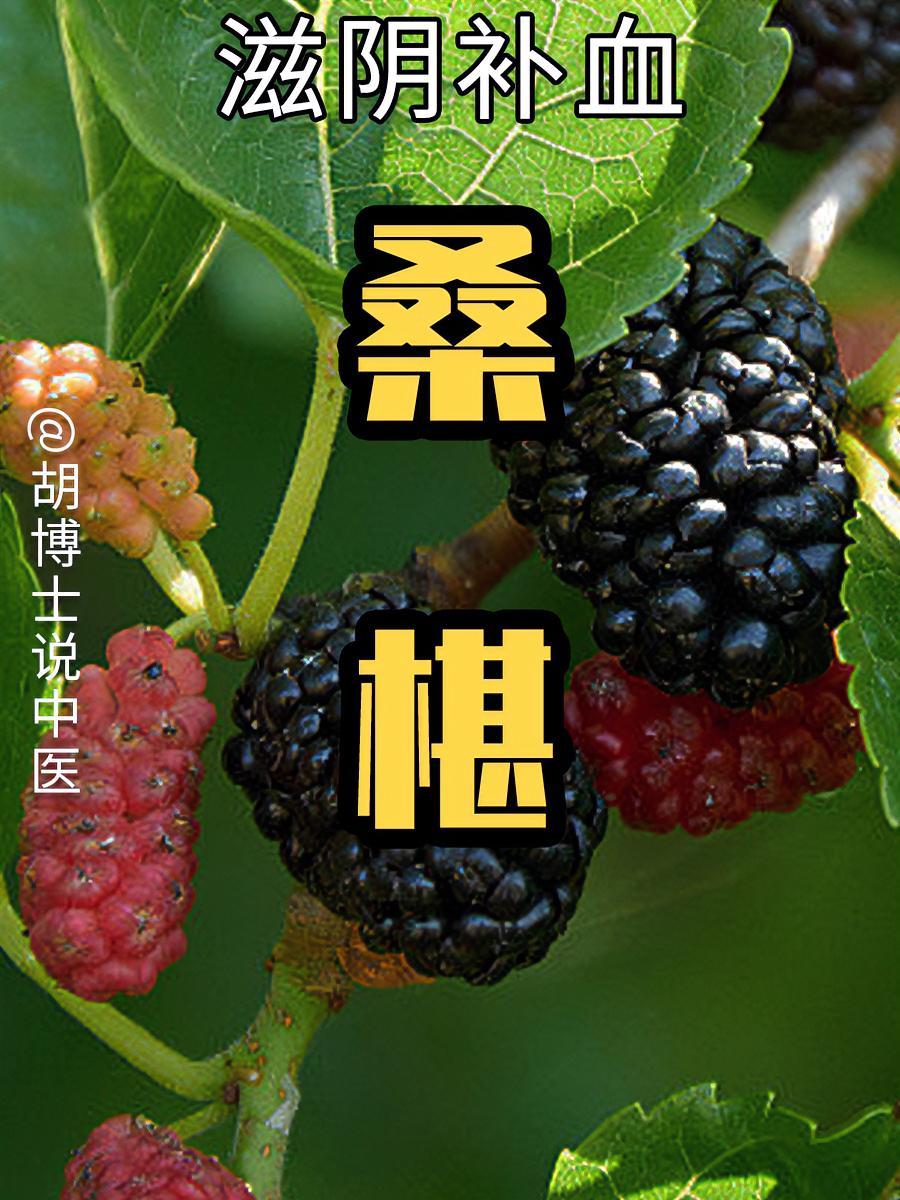 桑椹,桑葚 桑椹 桑葚 胡博士说中医