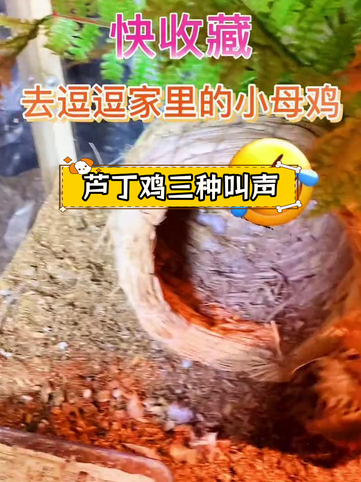 芦丁鸡叫声解析:三段式与短促声