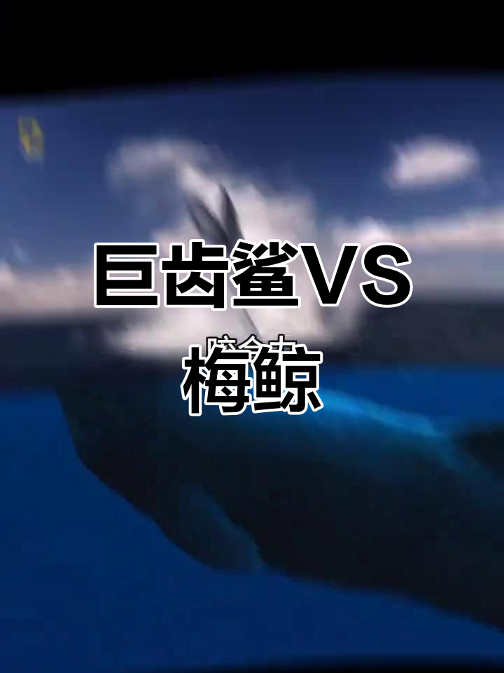巨齿鲨与梅鲸的生死对决:谁能笑到最后?