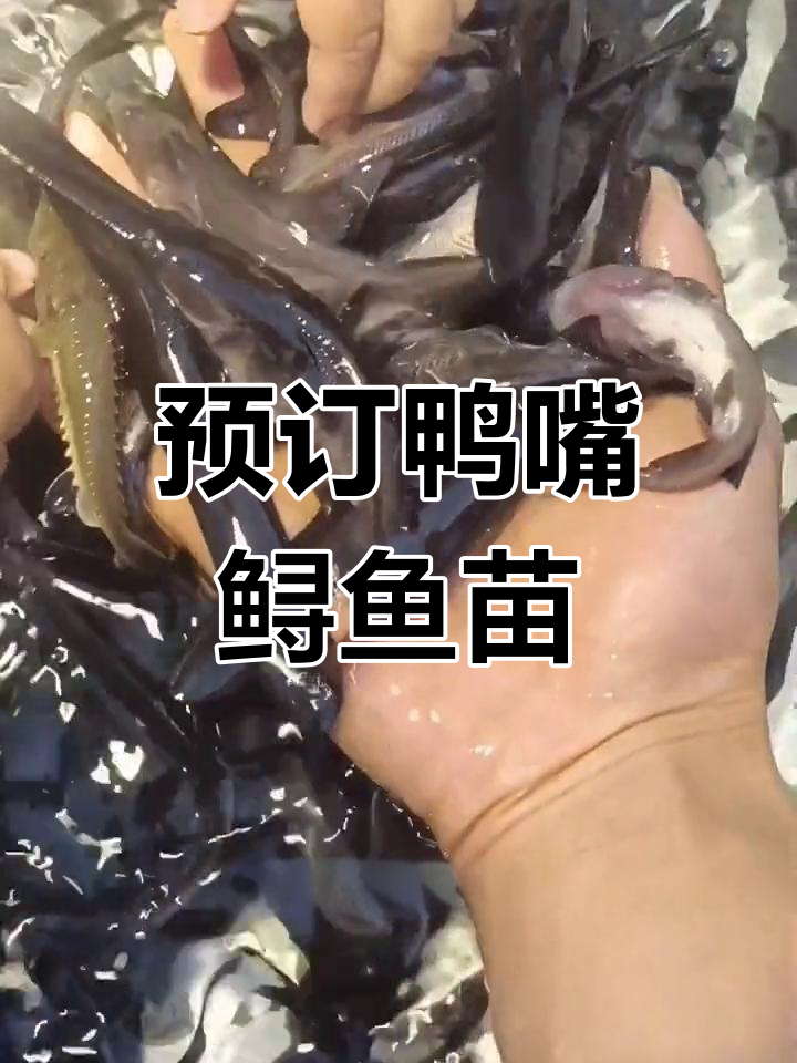 鸭嘴鲟鱼苗预定,明年养殖轻松起步