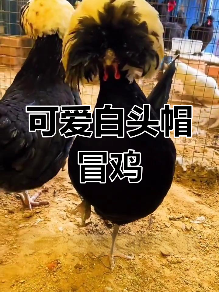白头帽冒鸡,自信满满的样子超可爱