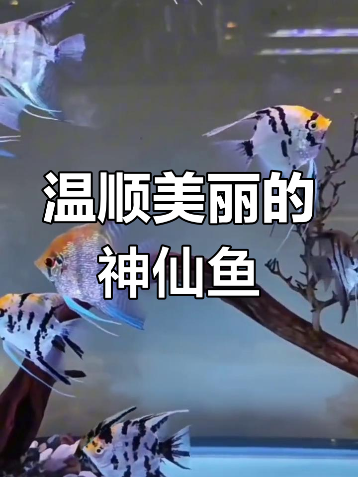 神仙鱼:三角形的美丽水族生物