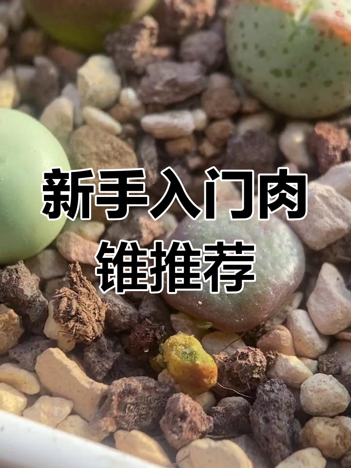 适合新手尝试的经典肉锥品种