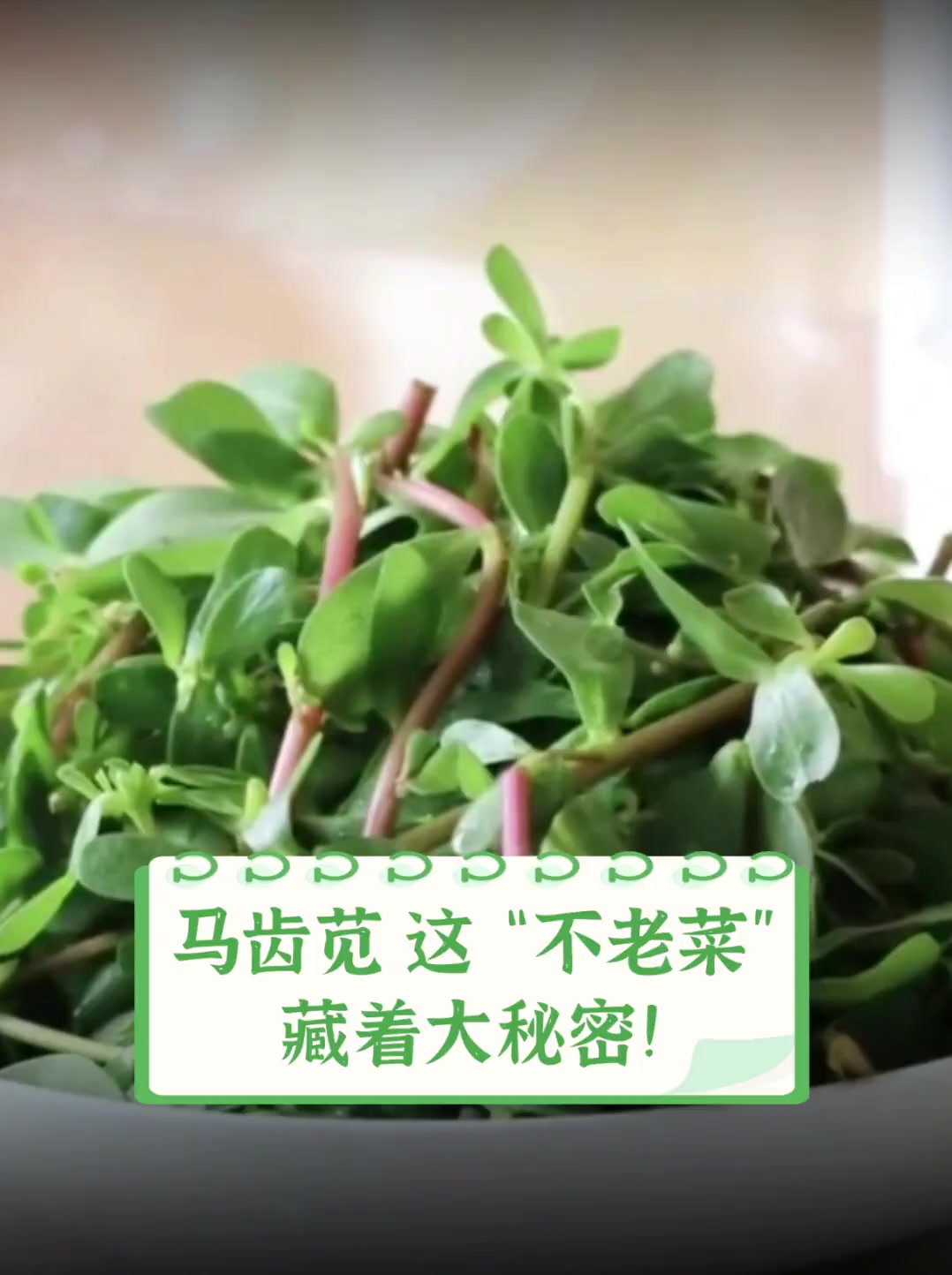 马齿苋,这“不老菜”藏着大秘密!