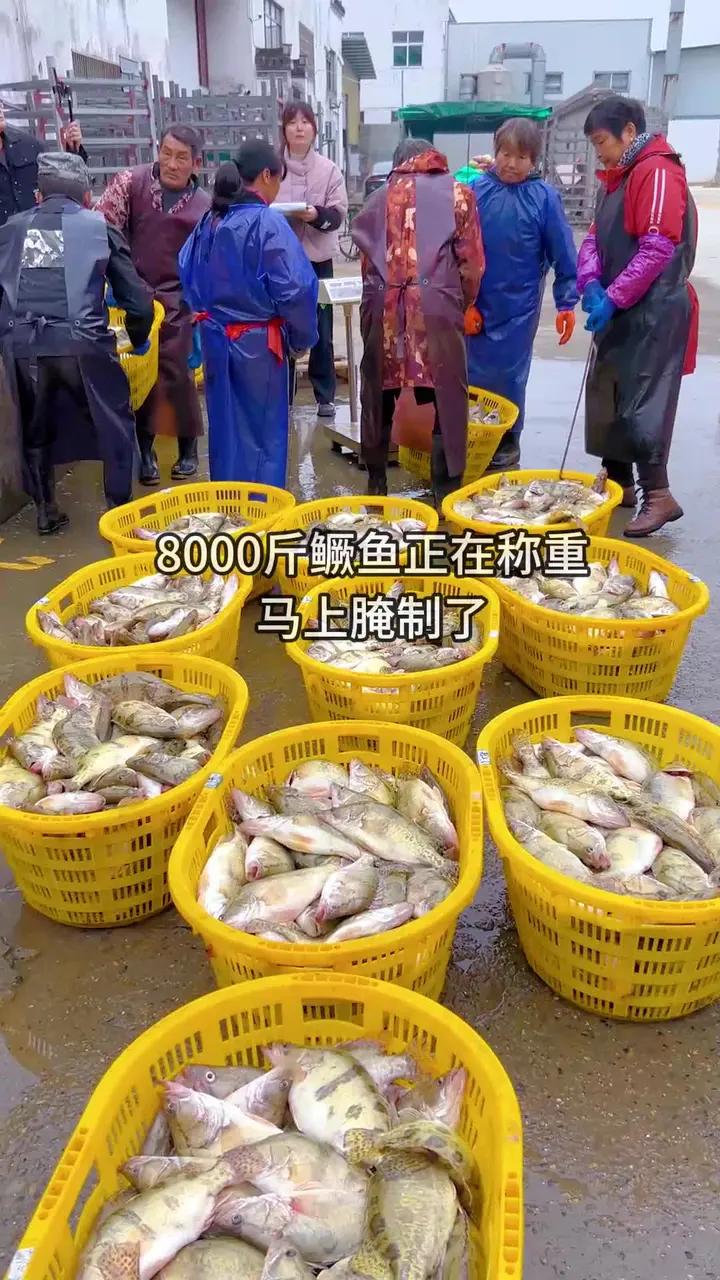 今天的8000斤鳜鱼到货,马上宰杀腌制,有喜欢臭鳜鱼的吗