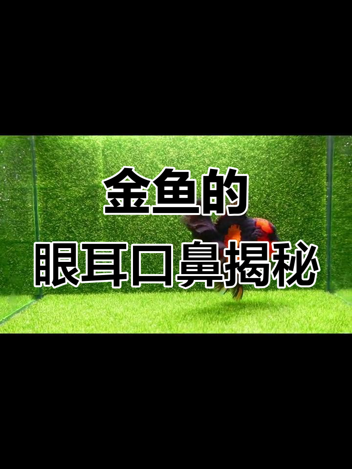 金鱼的眼睛、耳朵和呼吸器官,原来这么有趣!