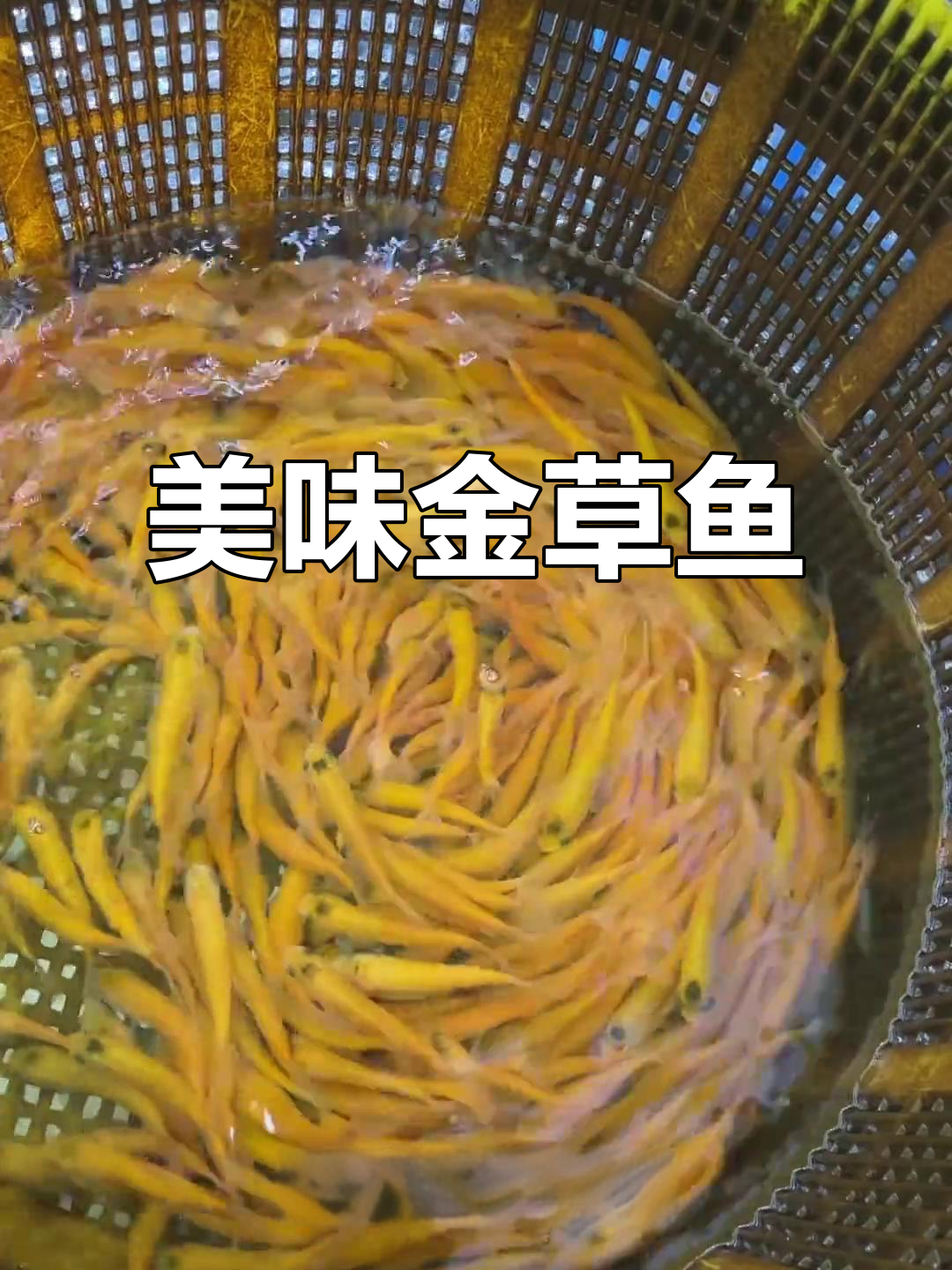 金草鱼,营养丰富,肉质鲜美,食用与观赏兼具