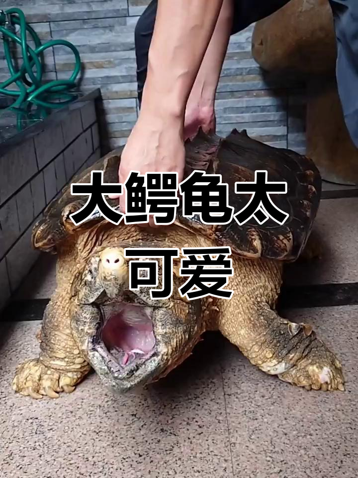 80斤大鳄龟现身三洲市场,超萌!