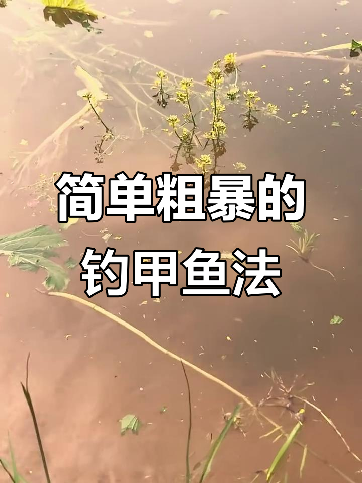 钓甲鱼必备技巧，猪肝钩子轻松搞定
