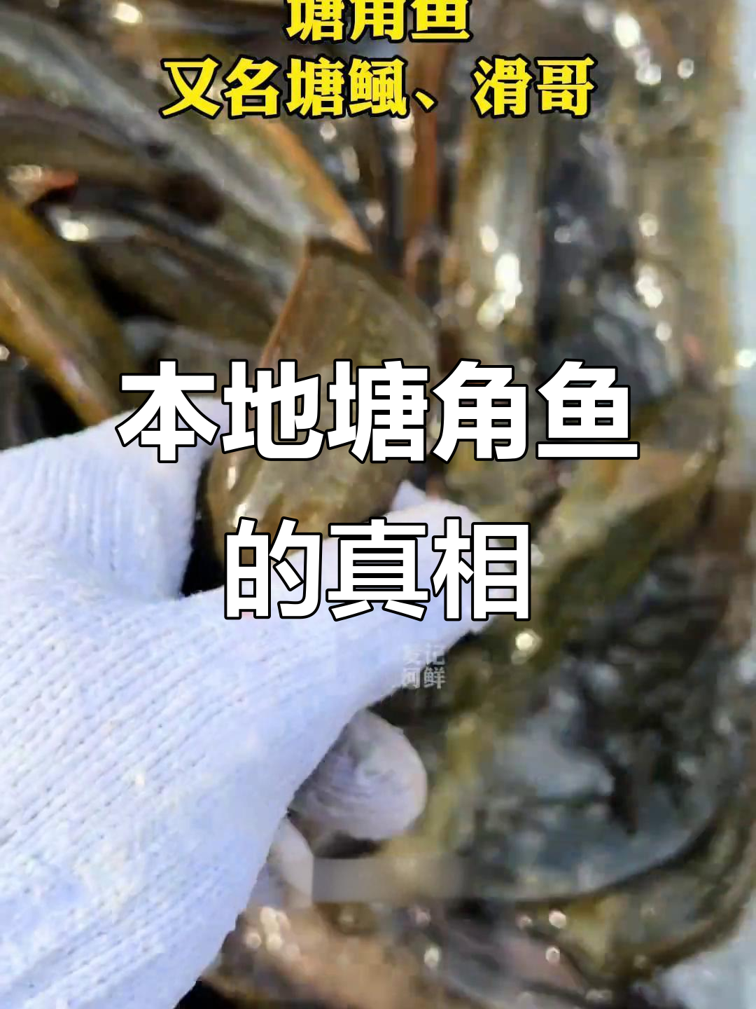 塘角鱼与埃及唐狮的区别,原来它们并不一样