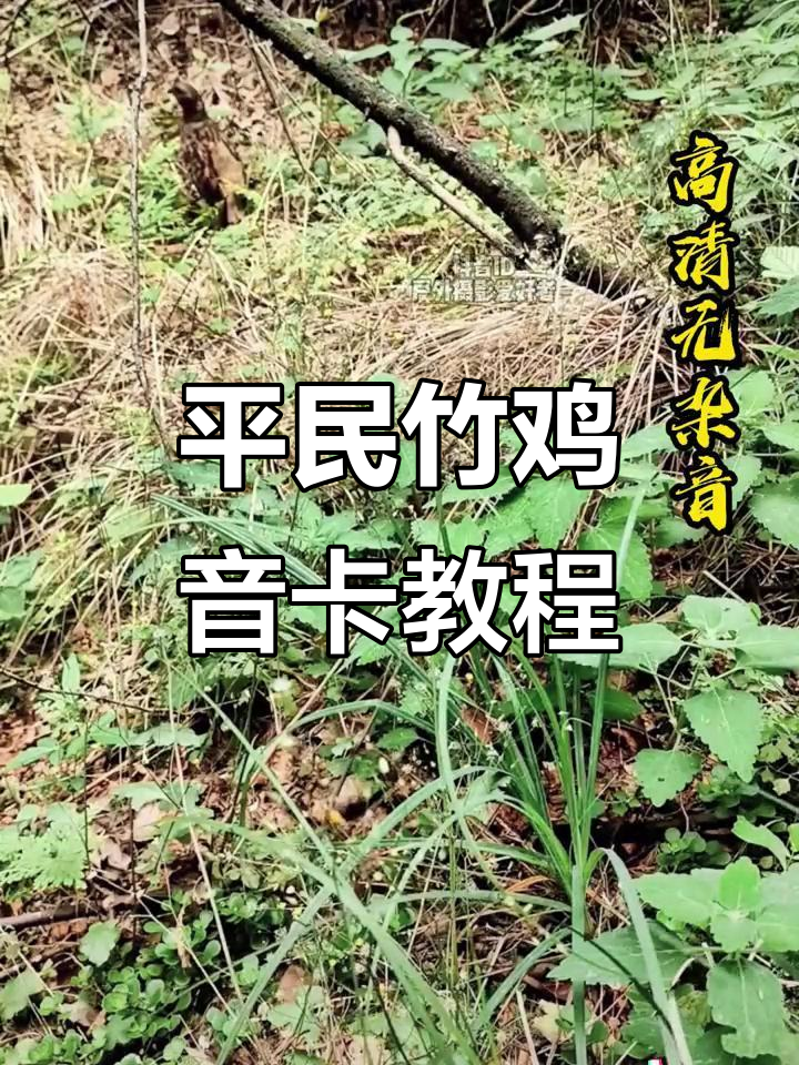 竹鸡音卡制作：平民的抖音玩法