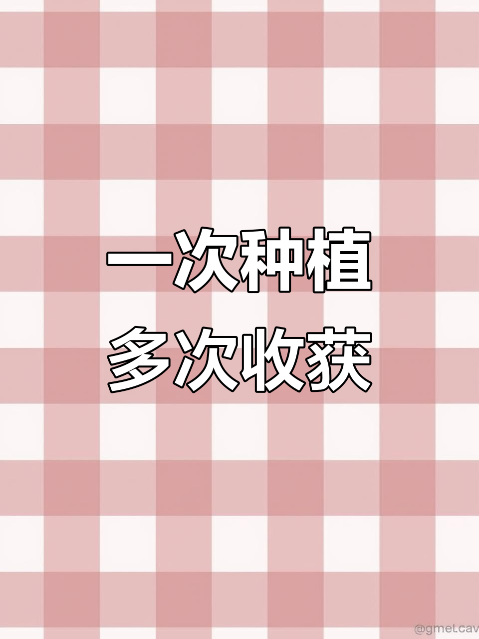 夏季种大叶空心菜,收割一次吃半年!