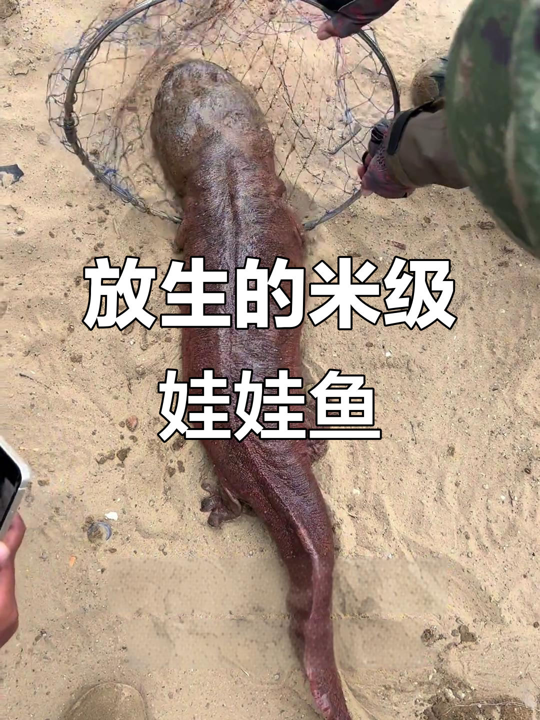 松花江娃娃鱼放生,今年最大的一只!