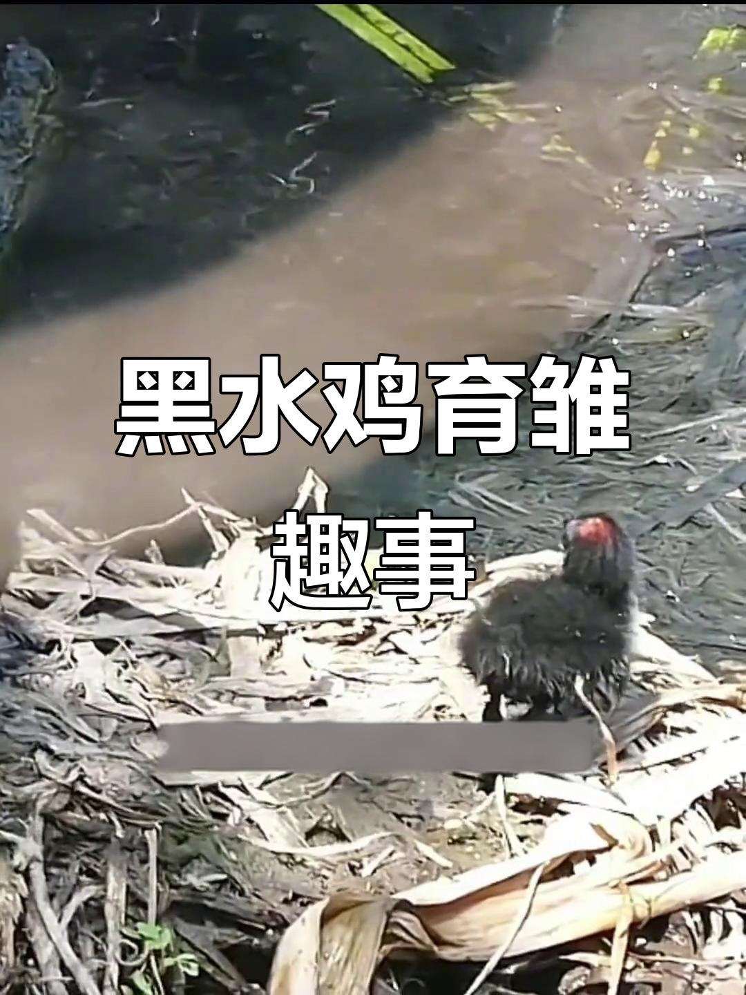 黑水鸡雏鸟的成长与叫声变化，从破壳到模仿成鸟