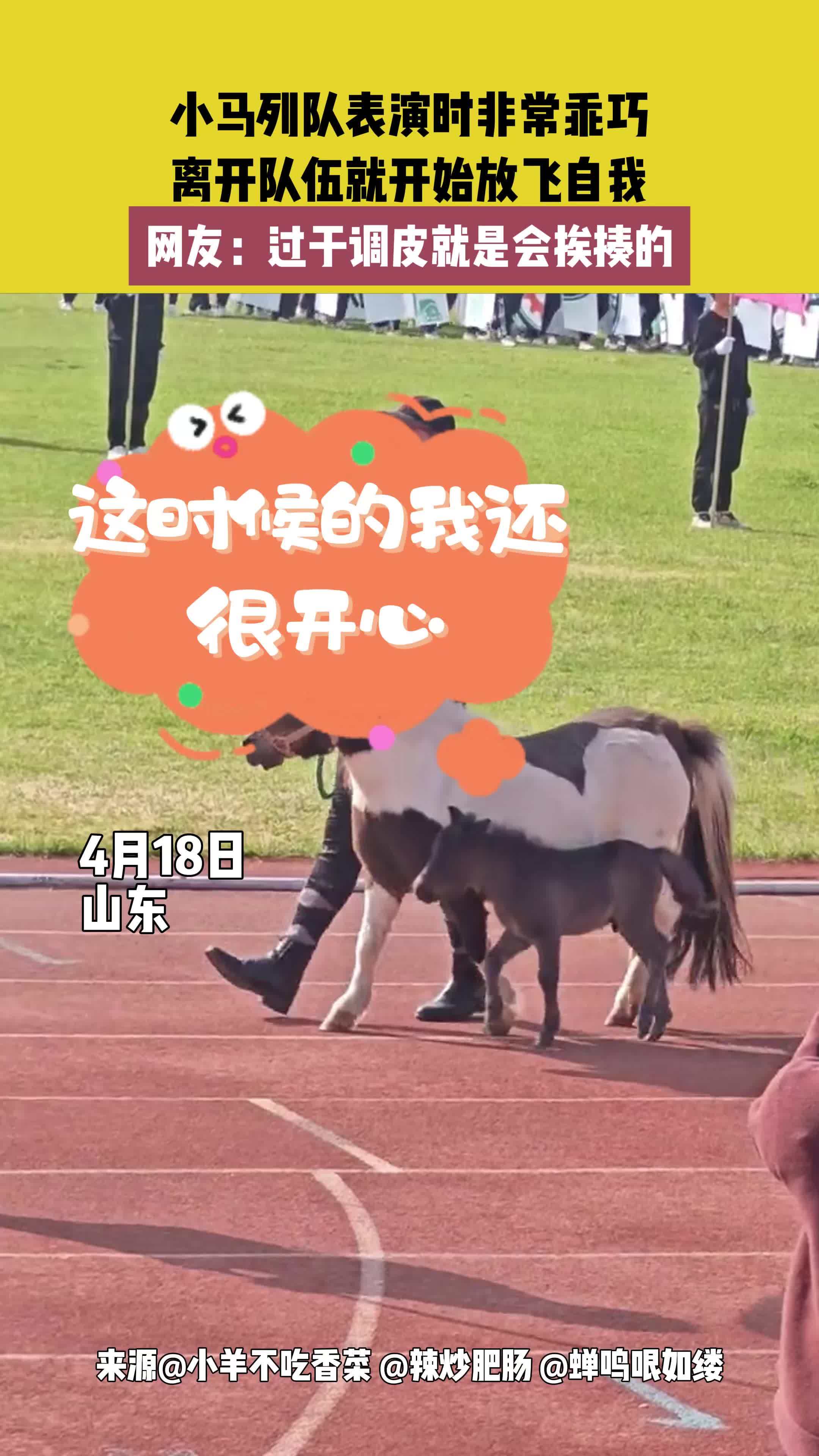 小马列队表演时非常乖巧 离开队伍就开始放飞自我 网友:过于调皮就是会挨揍的 运动会 动物 