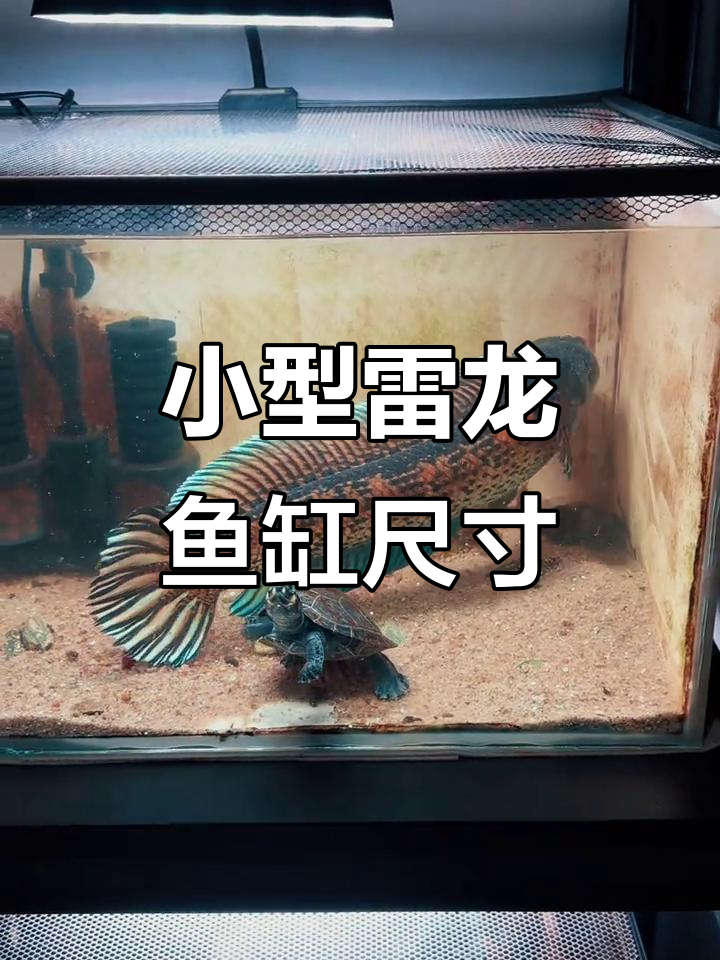 雷龙鱼缸尺寸揭秘,50×30×30的迷你空间如何打造?