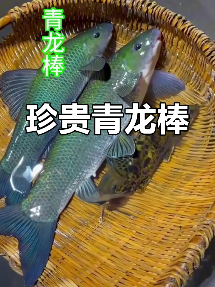 青龙棒,长江珍稀鱼种,肉质鲜美,挑战钓鱼技巧